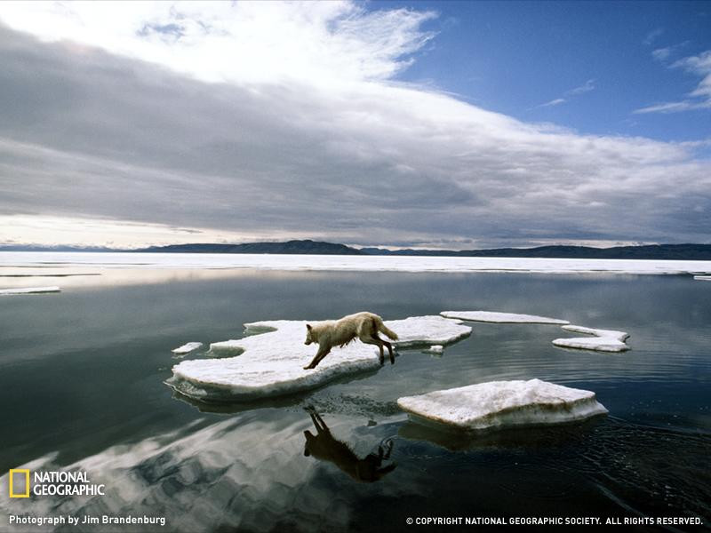 arctic-wolf-canada-051709-sw (Medium)