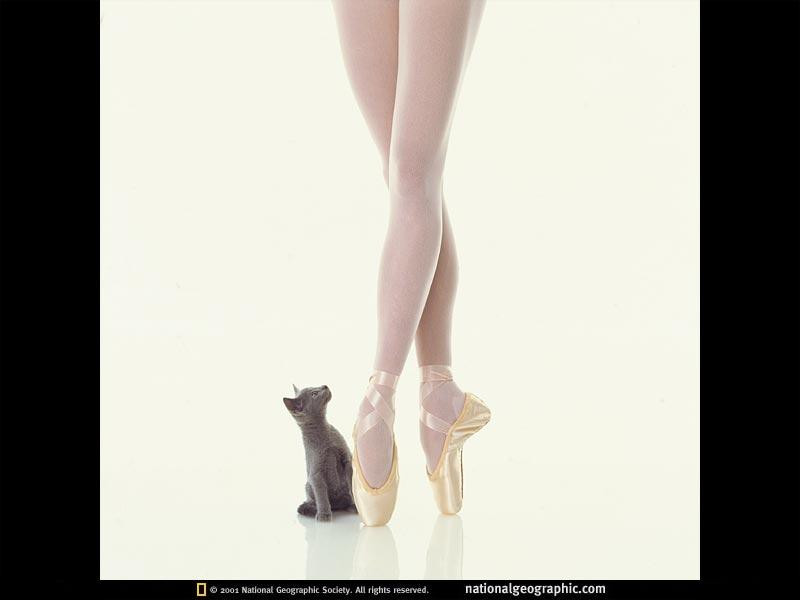 ballerina-and-kitten-4137-sw (Medium)