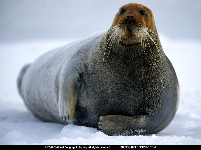 bearded-seal-close-up-63260-sw (Medium)