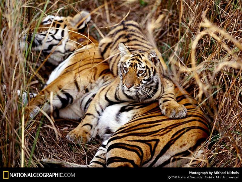 bengal-tigress-512695-sw (Medium)