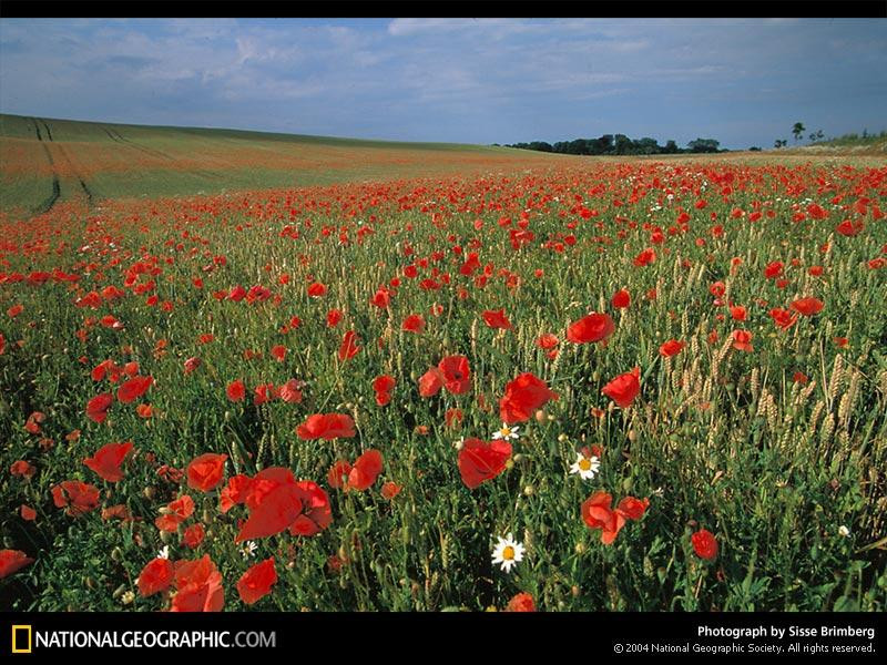 bornholm-island-poppies-519722-sw (Medium)