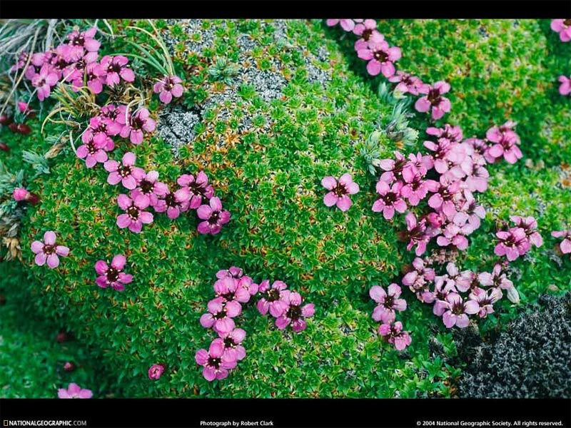 bright-moss-campion-524367-sw (Medium)