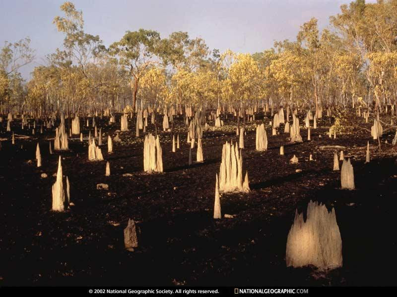 cape-york-termite-mounds-504190-sw (Medium)