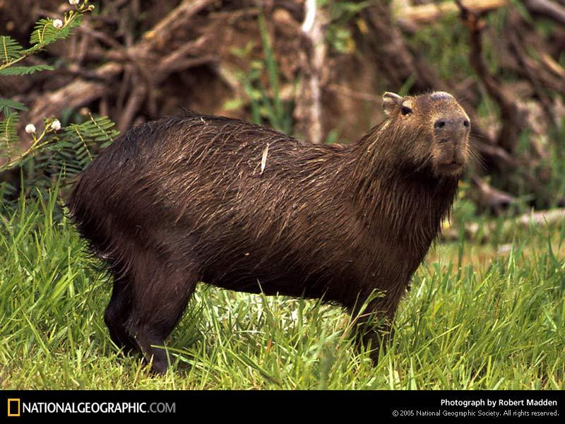 capybaras-240524-sw (Medium)