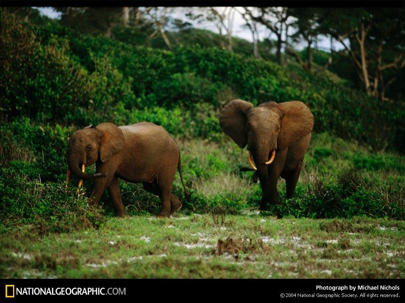 forest-elephant-pair-684684-sw (Medium)