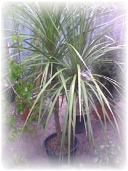 26Dracena (Medium)