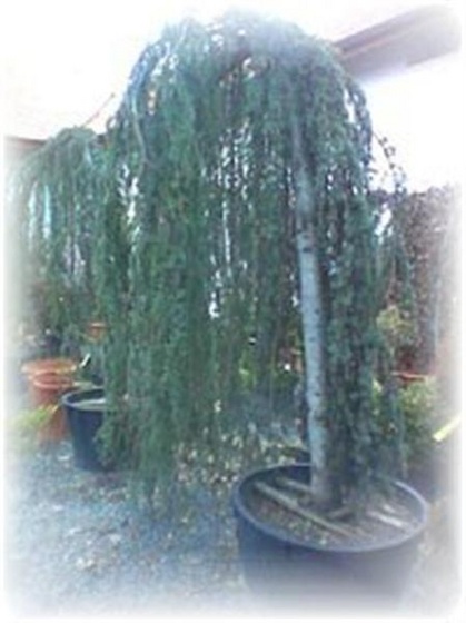 cedrus (Medium)