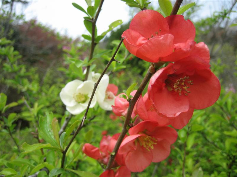 Japanese quince (Medium)