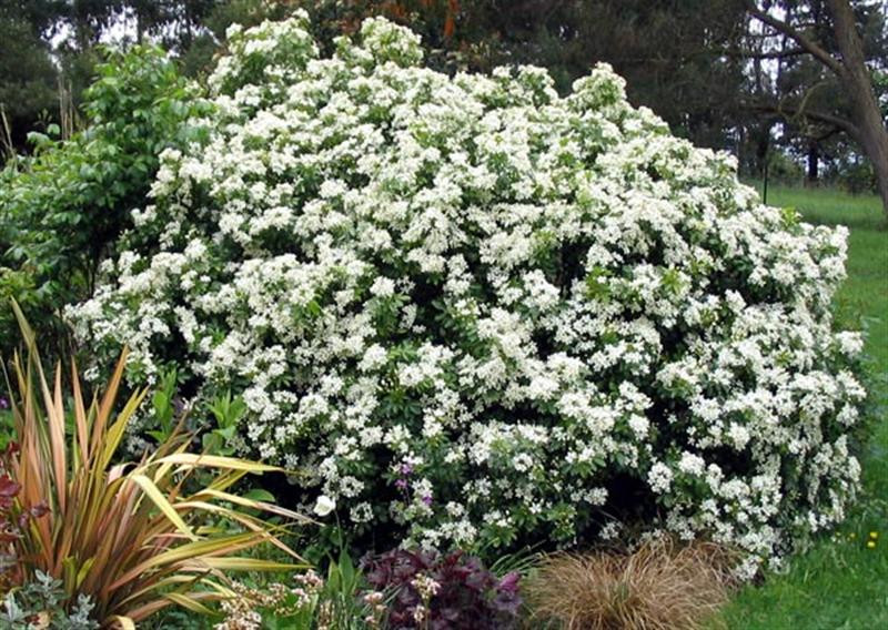 choisya-shrub-flower (Medium)