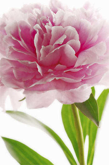 00651-pink peony 115x175