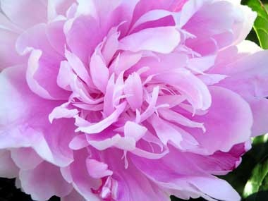 Peony closeup