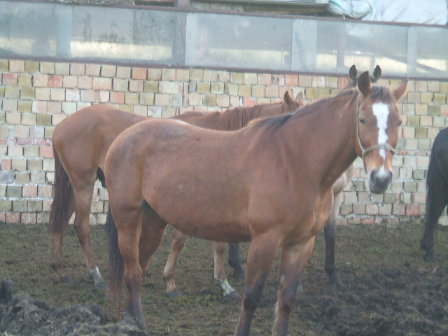 Gárdony 2008.05.01. 014