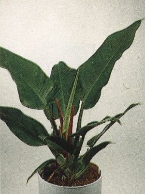 Philodendron hybride imperial green