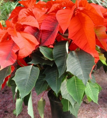 poinsettia pulcherrima2