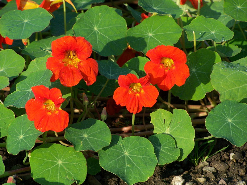 tropaeolum majus2