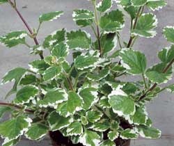 plectranthus coleoides marginatus