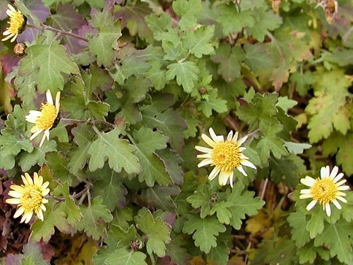 chrysanthemum indicum2