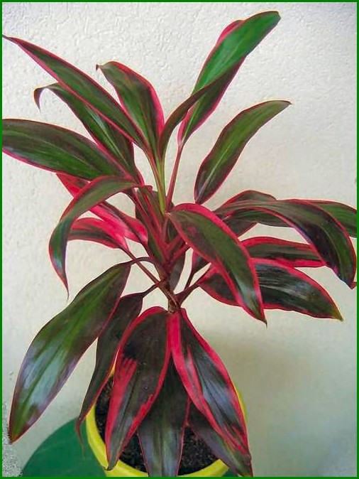 cordyline terminalis red edge