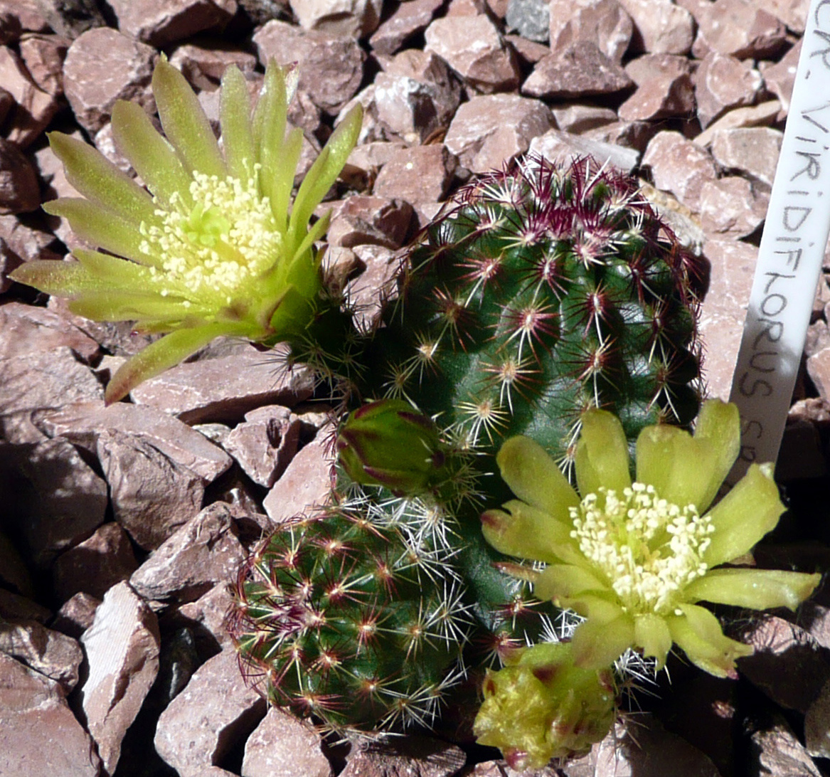 Echinocereus viridiflorus