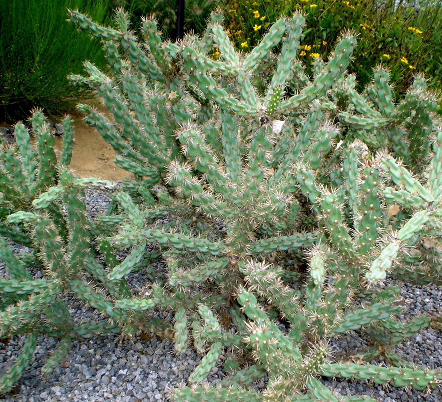 Cylindropuntia imbriata