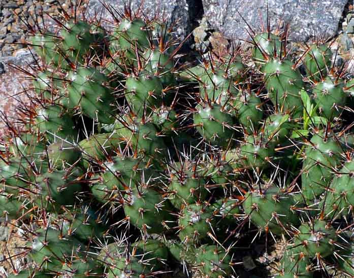 Opuntia fragilis var. brachyarthra