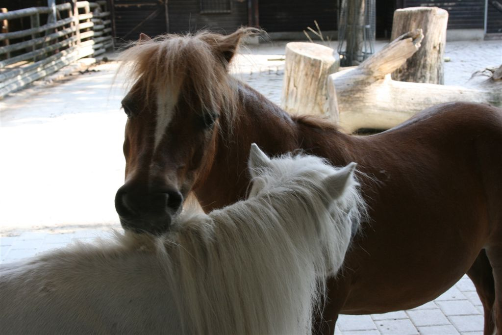 a pónik csipik egymás