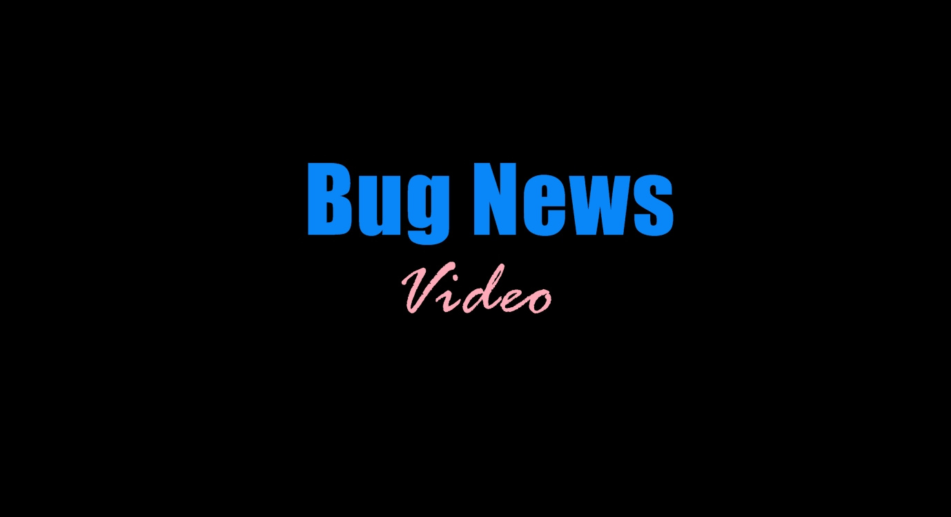 Bug News video