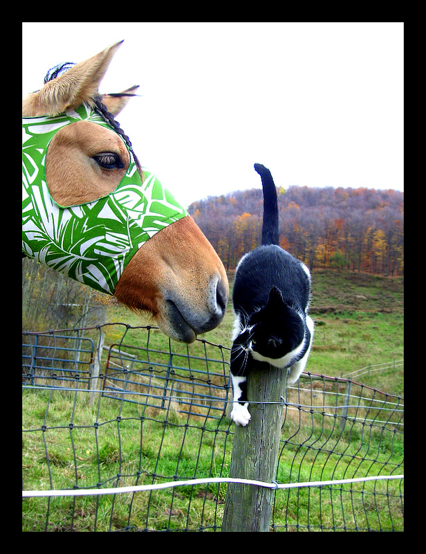 Horse And Cat by equineinnocence.png