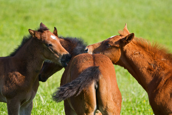 itchy and scratch by jenah