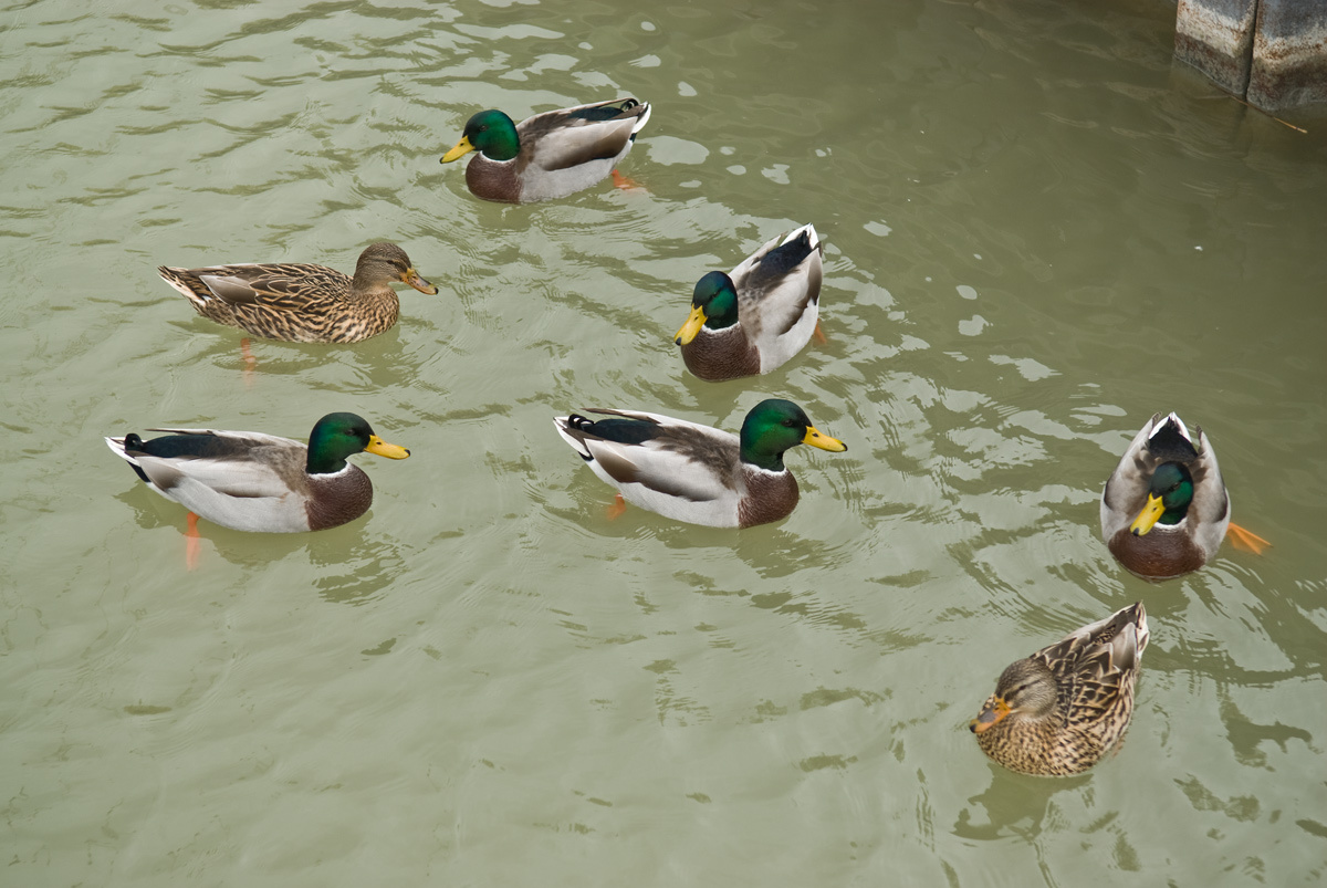 Neusiedl am See 019