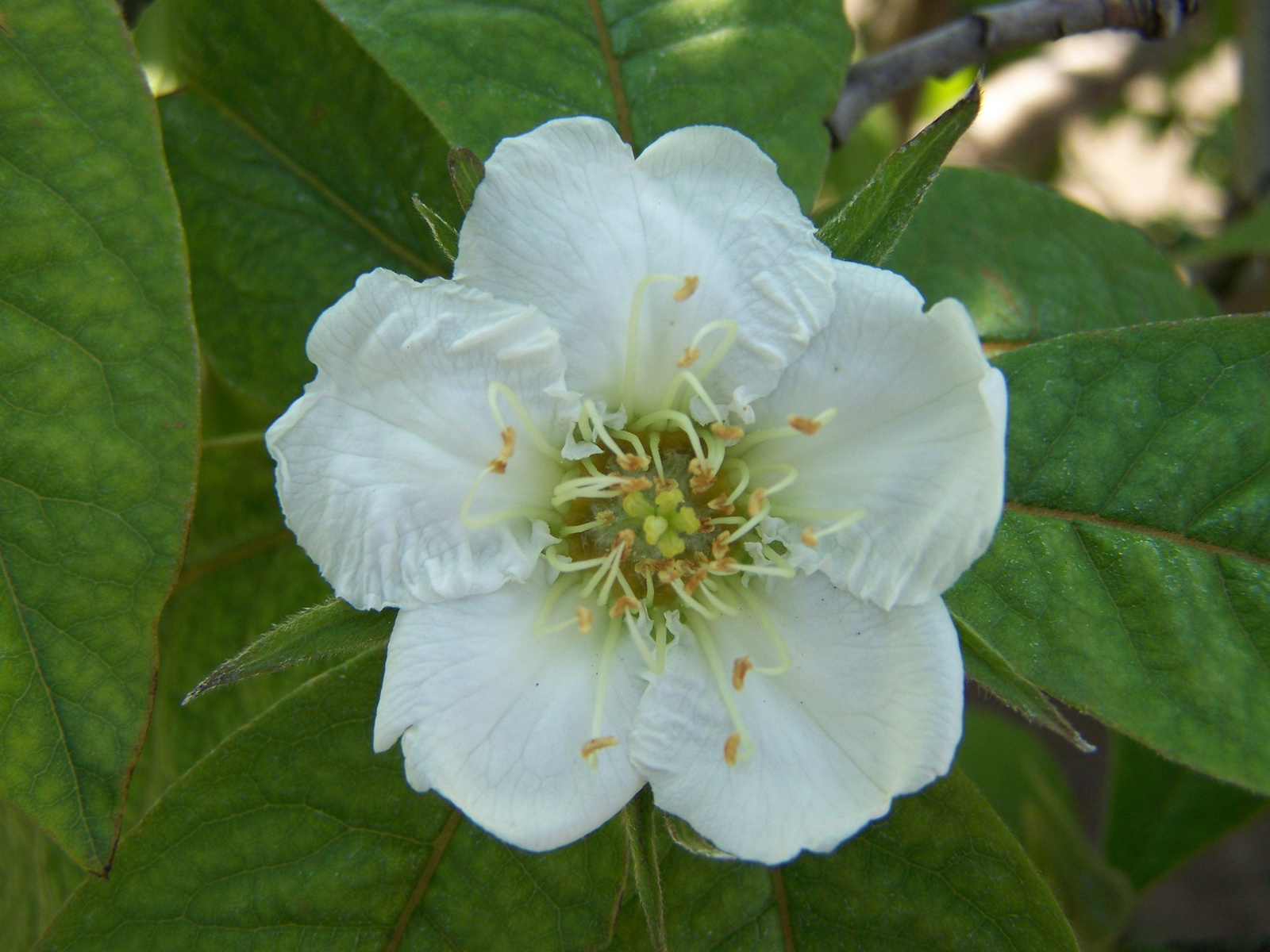 Naspolyafa virág