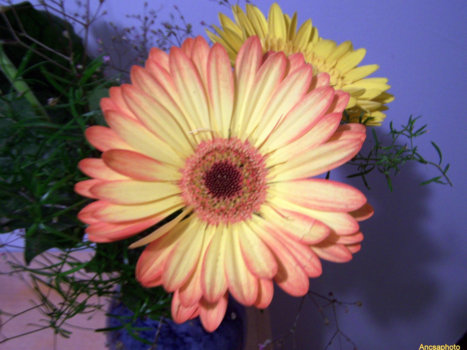 Gerbera