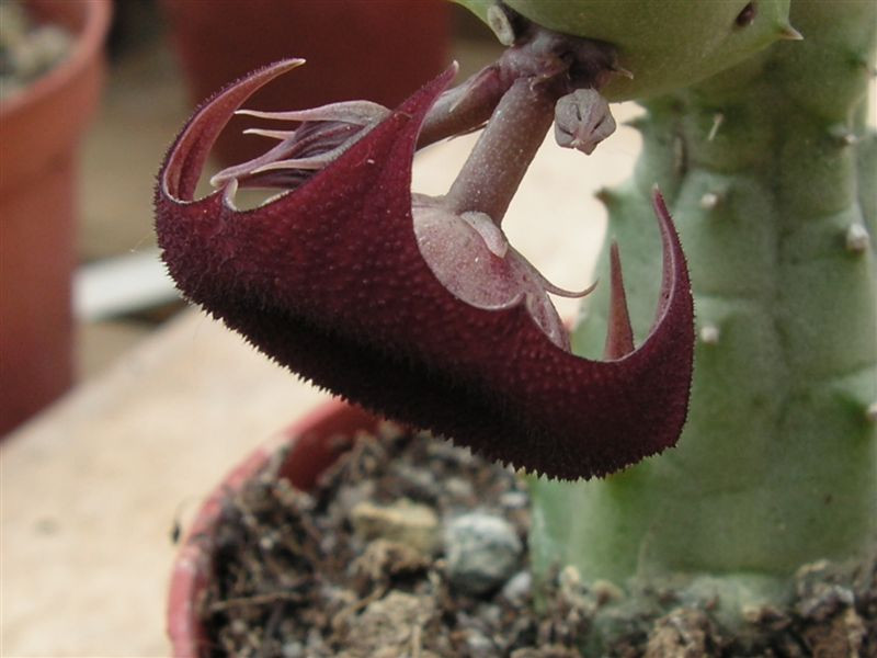 Huernia schneiderana 2