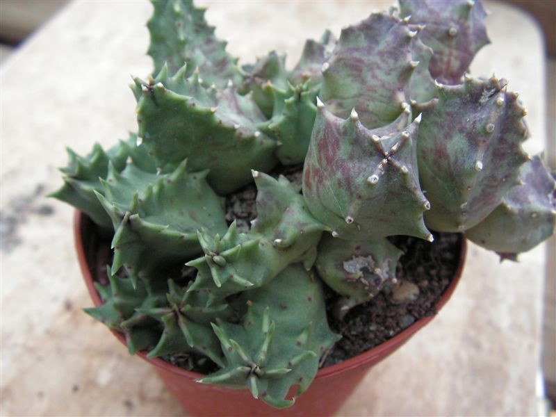 Huernia humilis