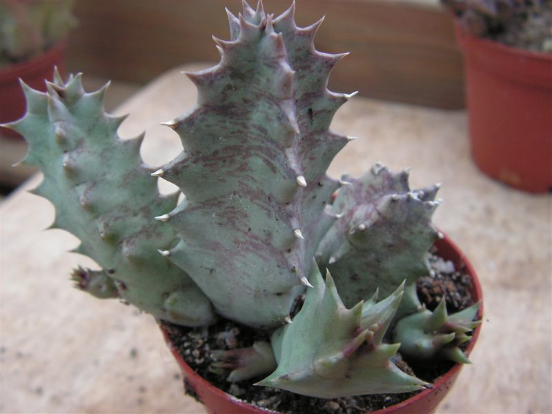 Huernia zebrna v. insigniflora