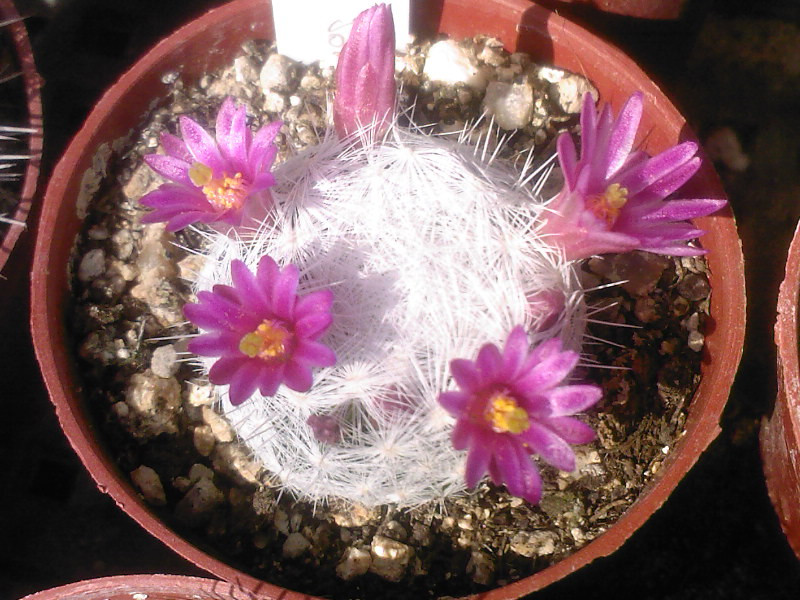 Mammillaria humboldti