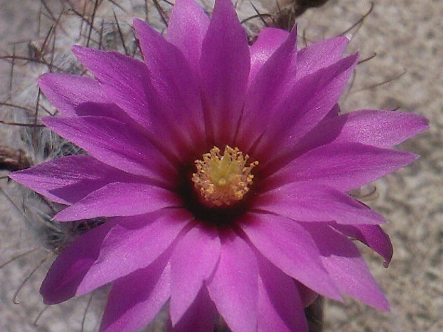 Mammillaria guelzoviana