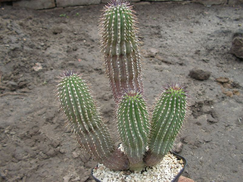 Hoodia gordonii