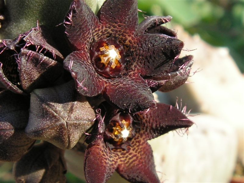 Caralluma joannis