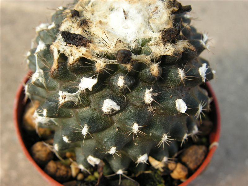 Copiapoa