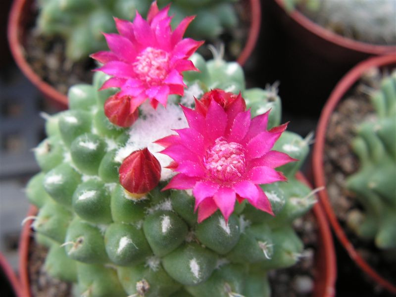 Mammillaria tulense