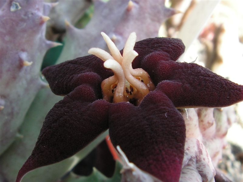Huerniopsis atrosanguinea