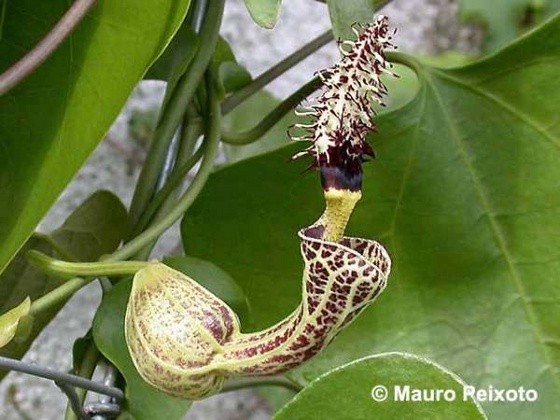 aristolochia chapada