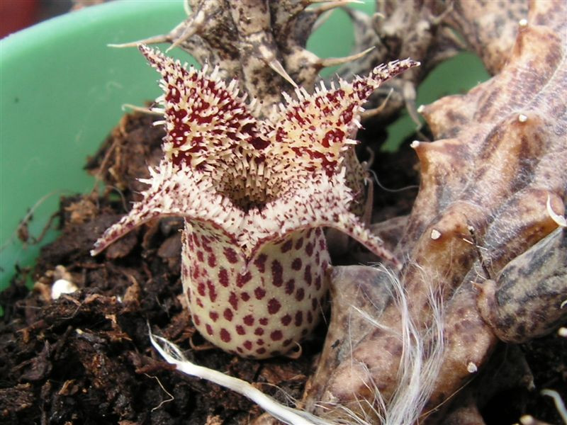 Stapelianthus decaryi