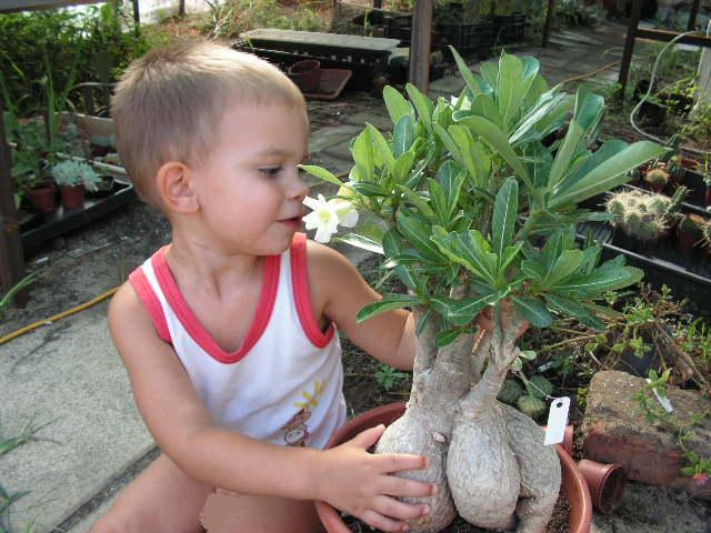 adenium dáviddal