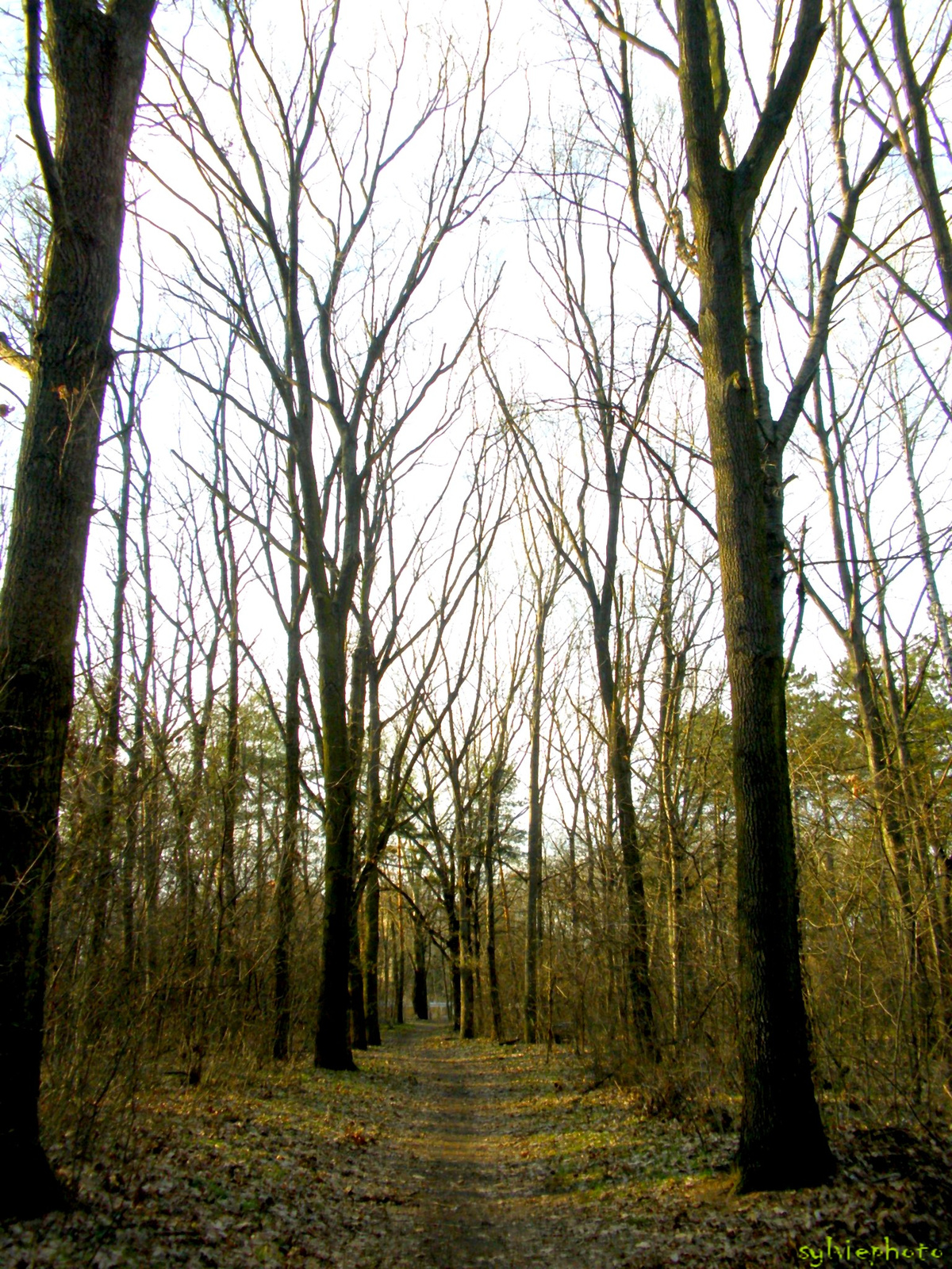erdei ösvény